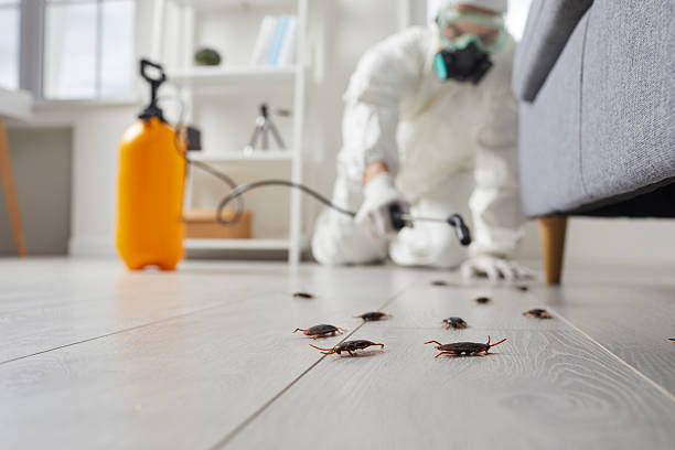 Commercial Kitchen Cockroach Control in Linwood